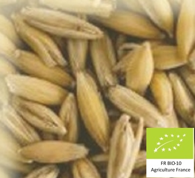 Volc'avoine : Malt d'avoine bio local et artisanal pour brasseurs professionnels et amateurs Auvergne, oat
