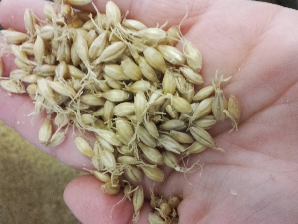 Malt vert local et artisanal en germination en Auvergne 63