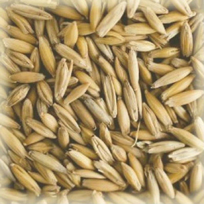 Volc'avoine : Malt d'avoine bio local et artisanal pour brasseurs professionnels et amateurs Auvergne, oat