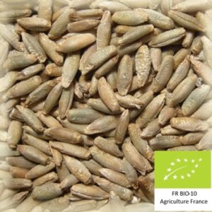 Volca seigle : Malt de seigle bio base et torréfié local et artisanal pour brasseurs professionnels et amateurs Auvergne, rye