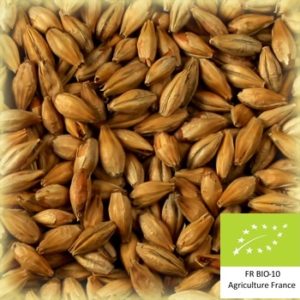 Volca torref 100 : Malt d'orge torréfié bio et conventionnel local et artisanal pour brasseurs professionnels et amateurs Auvergne, special b