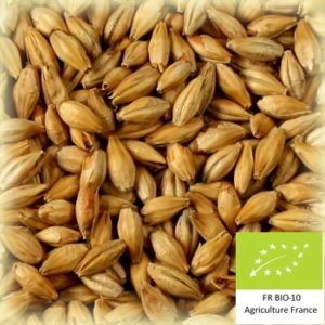 Volca torref 30 : Malt d'orge torréfié bio et conventionnel local et artisanal pour brasseurs professionnels et amateurs Auvergne, biscuit, abbaye