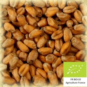 Volcablé 10 : Malt de blé bio local et artisanal pour brasseurs professionnels et amateurs Auvergne, froment, wheat