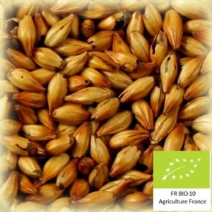 Volcara 100 : Malt d'orge caramel bio et conventionnel local et artisanal pour brasseurs professionnels et amateurs Auvergne, arome