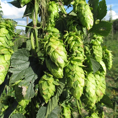 Houblon