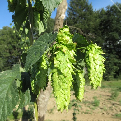 houblon cours cocotte la malterie des volcans artisanal